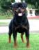 Top Rottweiler In Thailand.