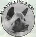 AKC CH Hot's A Star Is Born