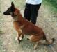 MANALO K9's MARCO