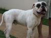 Blade Hunter Mountain Bulldog