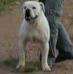 Goliath Mountain Bulldog