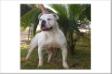 Kong Mountain Bulldog