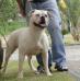 Nala Mountain Bulldog