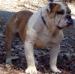  S&S Rocky Mountain of My Bulldogge's