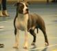 Paco alias takel four love zonanona <span style="color: darkblue">ATAXIA CLEAR BY PARENTAGE</span>