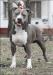 <span style="color: darkred">CH</span> Lamasko rufus <span style="color: darkblue">SOON NARCOTIC DOG</span>