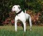 Derby's Stella Rose of Rhody Bullies