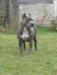<span style="color: darkred">RESCAC,BREEDING EXAM</span> Bonita v. Iron Empire