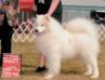 GCH CH Hawkwind's ArticCross Emerald