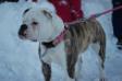 DBLBB's Brooklyn Boogie of Show Stopper American Bulldogs