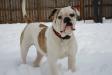  OSB's Frank the Tank of Show Stopper American Bulldogs