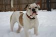 OSB's Frank the Tank of Show Stopper American Bulldogs