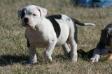 E.o.Bullies Mojo Georgy
