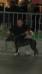 Joystar Domein Deleiestreek