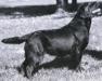 CH Ashway's Coppertone Sadie