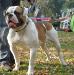 Haban's Bulldogs Bulldozer