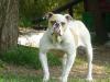 Gangsta's Bulldogs Nikita