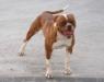 Herber's Red Marley of Love-A-Bull
