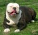 E.o.Bullies Prudence of SS