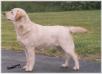 AKC CH Tabatha's Morning Chat