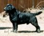 AKC CH Tabatha's Knight