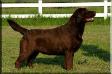 Big Skys Sable <span style="color: darkblue">AKC Major Pointed (7 Points)</span>