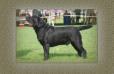 AKC/CAN CH Paradocs Hunterleigh Quinn