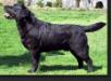 AKC CH BonaVenture's Clipper