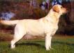 CH Cornerstone'S Simply Stella
