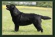 AKC GCH Dry Creek Paradocs Onyx