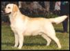 AKC CH Langshott Gale Force From Kim Valley