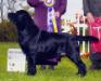 MBISS AKC/PR/BDA/INT'L CH Tabatha's Rollick At Carowby