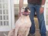 Iron Mountain Bulldog