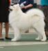 GCH Hawkwind's Padparaja O'Fionntan