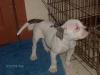 Temple Kennel's Bluto