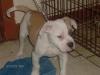 Temple Kennel's Mowser