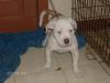 Temple Kennel's Draco