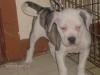 Temple Kennel's Lupe
