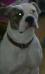 BHB UK's Roxy