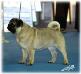  Von Yarbin Thelma Pug