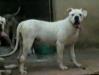 White Bear II Mountain Bulldog