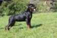 Hope De la Corte Canina