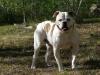  Llebeig Hanna Of Casper kennel