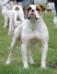 Best of Bulldogs ''Sep''
