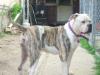 K.B.K's Beauty but a Beast Kizzy of Lucky's