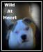Smith's Wild at Heart