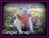 Smith's Ginger Snap