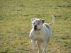 NAB's Karma of Bull Pull Kennels PH .41/.49