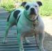 Gaff's Rowdy Town Macy Girl
