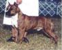 CH.USA Kar Ron Rhapsody's Pal Joey